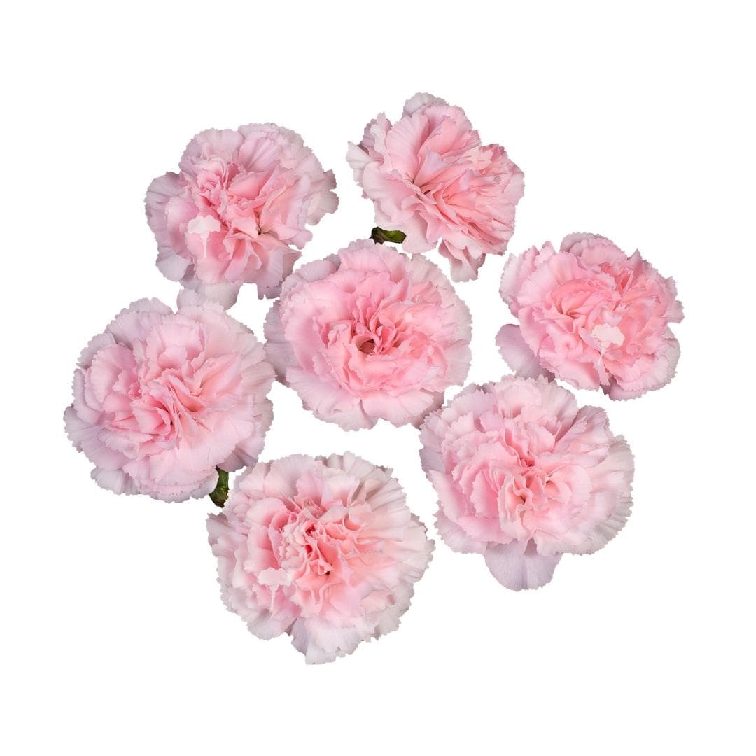 Spray Carnation