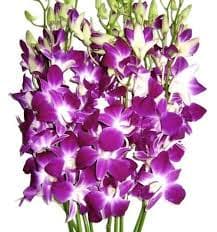 Orchids
